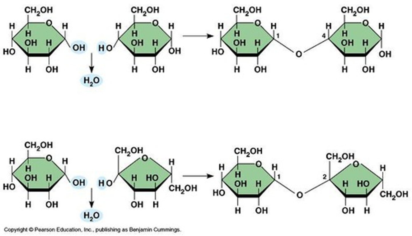 <p>An anabolic process that builds biomolecules.</p>