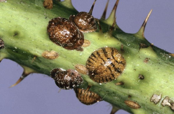 <ul><li><p>important pest</p></li><li><p>adult female sessile</p></li><li><p>crawler nymph&nbsp;</p></li></ul><p></p>