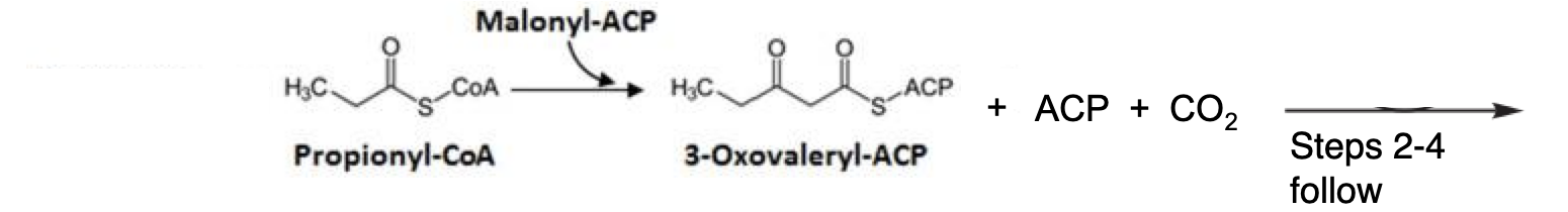 <p>Transferred to an ACP and condensed with malonyl ACP which generates a <strong>3-oxovaleryl ACP (has 5 carbons)</strong></p><p></p>