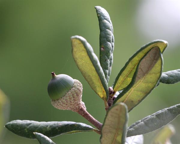 <ul><li><p>native, UPL</p></li><li><p>rough, dark brown, deeply furrowed bark</p></li><li><p>thick, leathery, alternate leaves</p></li><li><p>pressed veination, rolled edges on leaves</p></li><li><p>often shaggy pubescence on underside of leaf</p></li></ul>