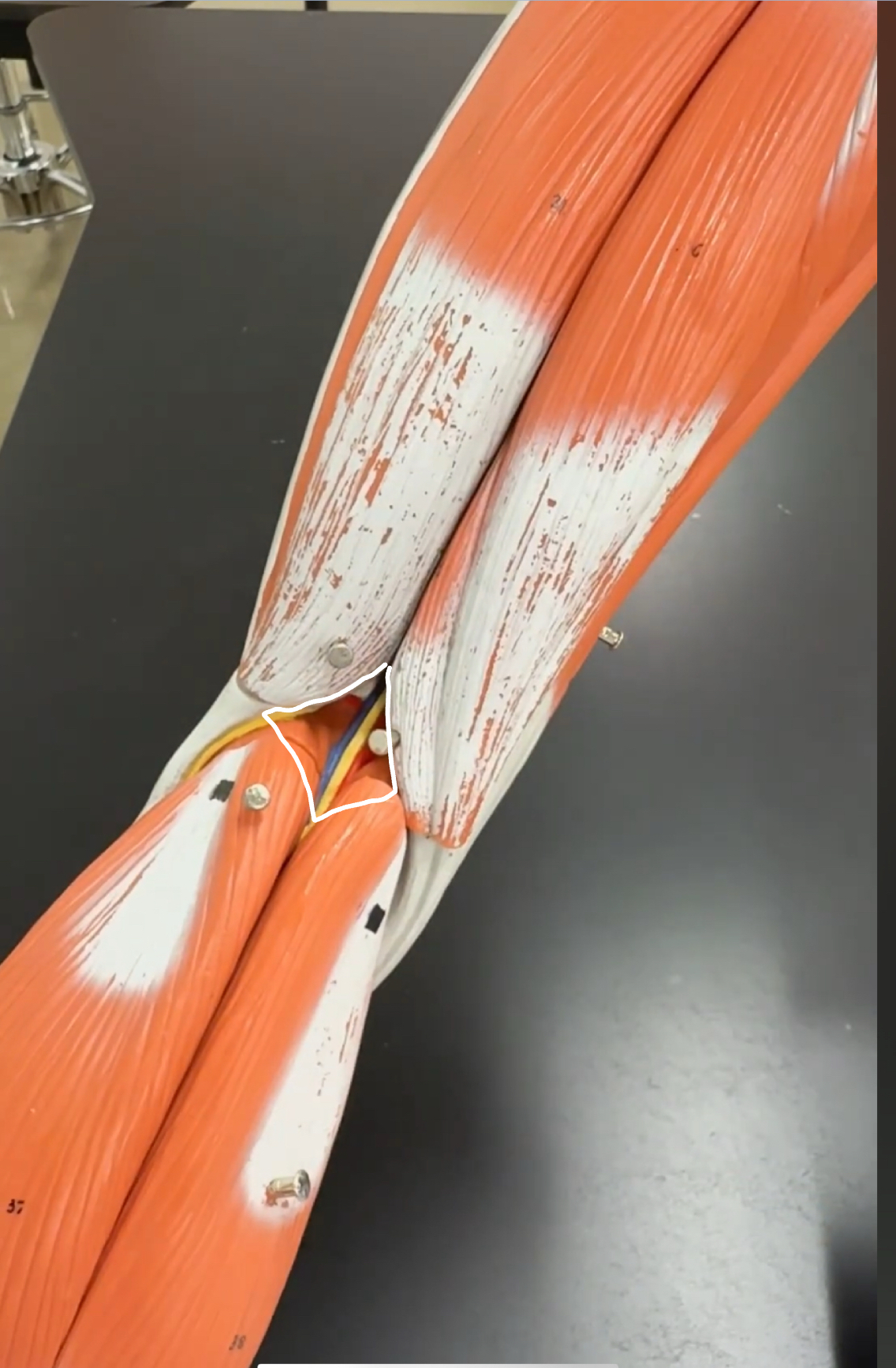 knowt flashcard image