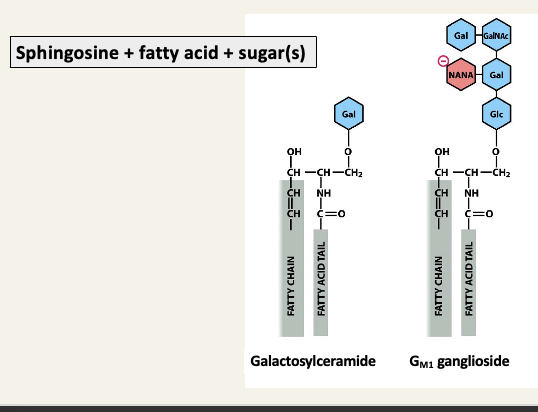 <ul><li><p>Gangliosids make up 6% of all lipids in the nervous system</p></li><li><p>The sugar groups project from the plasma membrane and facilitate interactions with proteins and other cells</p></li><li><p>Gangliosides are a characteristic component of lipid rafts</p></li><li><p>All gangliosides contain at least one sialic acid group</p></li></ul><p></p>