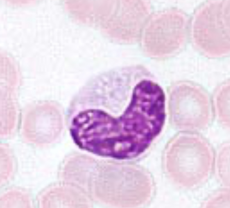 <p>nucleus is horseshoe or kidney bean shaped </p><ul><li><p>nucleus can spin so it might be “c” or “n” shaped </p><ul><li><p>dont confuse with neutrophil… look for the UNIFORM thickness of this nucleus </p></li></ul></li></ul><p></p>