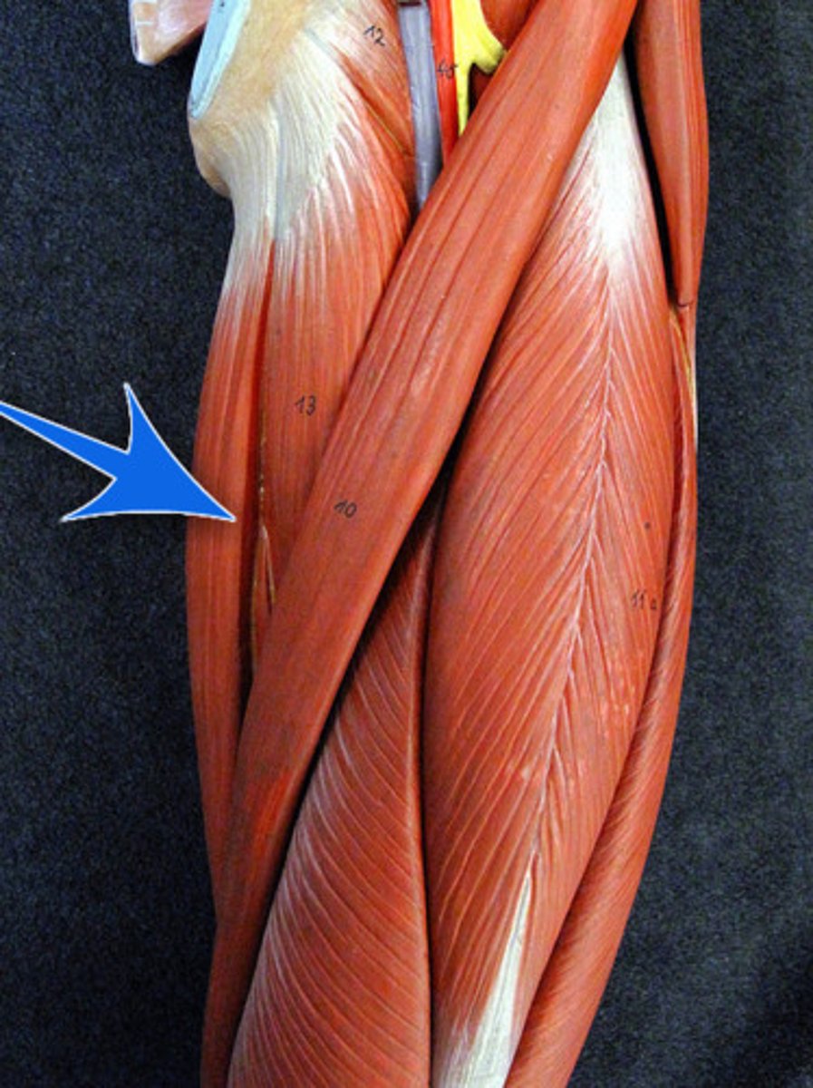 <p>adducts thigh, flexes and medially rotates leg</p>