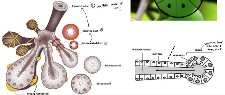 <ul><li><p>acinus (sac of cells) → make secretions </p></li><li><p>myoeptihelial cell → can contract, squeeze contraction into duct </p></li><li><p>intercalated duct, striated duct, excretory duct </p></li></ul>