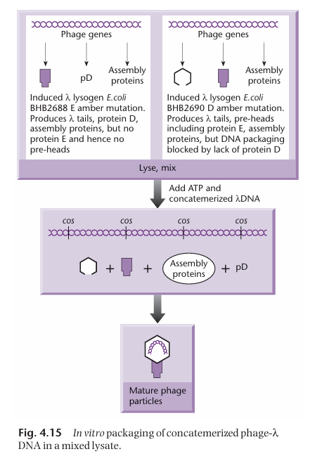 <p>Two different bacterial strains are necessary to get all the proteins necessary for the assembly of the transducing particle.</p><ol><li><p><strong><u>One of the strain has a mutated gene E</u></strong> (which normally encodes for the head precursor). As a result, it can make all the necessary packaging proteins except the ones for making the head. Thus, this strain cannot package DNA on its own.</p></li><li><p><strong><u>The other strain has a mutated D gene</u></strong>. As a result, it can make all the necessary packaging proteins except the ones encoded by gene D. Thus, this strain cannot package DNA on its own.</p></li></ol><p>However, when the two strains are put together, they produce all the necessary gene product for the assembly of the transducing particles, in which the cosmids can be packaged.</p>