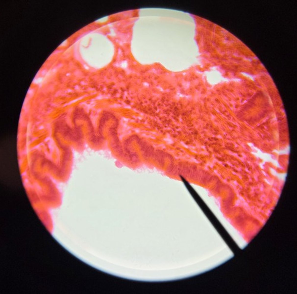 <p>What is this tissue? (Sorry for the low quality)</p>