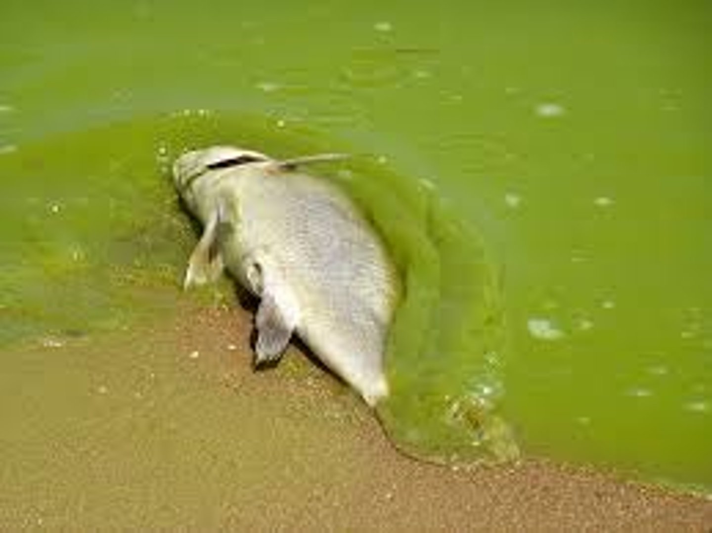 <p><strong>Pesticides</strong>, and filling in wetlands, and also fertilizer.</p>