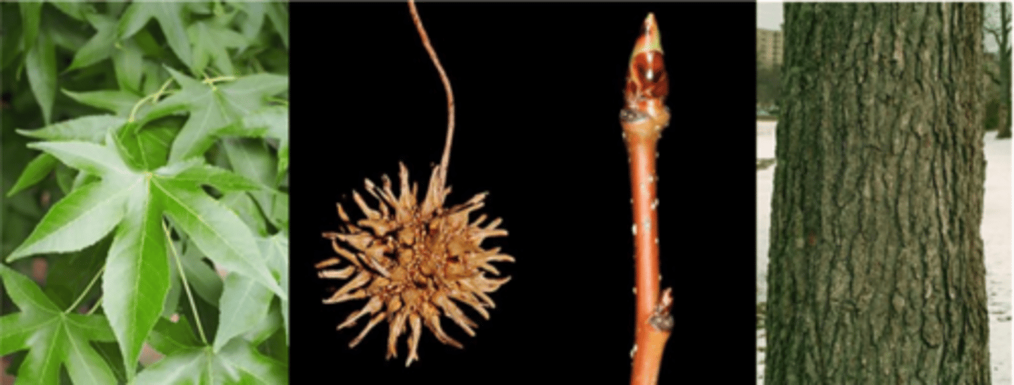 <p>Leaves: No other tree has a similar “star shaped” leaf; alternate, simple, finely serrate, 5-7 lobes (styrac = star), on a long petiole. Glossy above and aromatic when crushed (carrot smell). Fall color orange-red-purple, often on same tree. </p><p>Twigs: often have irregular corky ridges (like Q. macrocarpa). Leaf scar has 3 bundle scars in a row. </p><p>Buds: very shiny, dark green/brown w/ imbricate scales. </p><p>Fruit: Syncarp (=fleshy, aggregate fruit), star-shaped beaked capsule that are pendulous (spikeball). Somewhat woody, will persist on the ground for many years. </p><p>Bark: looks like cottonwood on young trees; mature bark is dark gray, deeply fissured w/ narrow, rounded ridges. </p><p>Form/Silvics: Mature size, 60-75’ tall. Primarily a southern tree species, but is found on wet sites in the lower Midwest; prefers moist, alluvial sites. It is shade tolerant (pioneer species). Can reproduce by root suckers to rapidly colonize a disturbed site.</p>