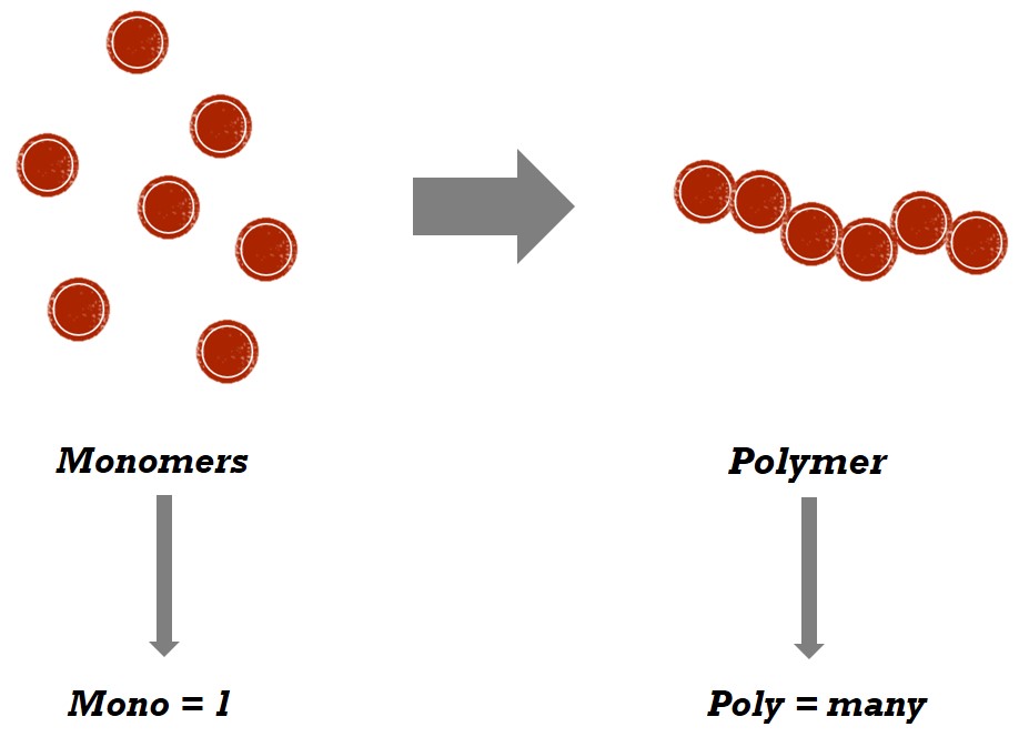 <p><span>Many monomers bonded together, forming a specific substance (repeating units).</span></p>