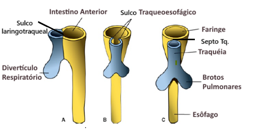 <ol><li><p>Surge o <strong>sulco laringotranqueal</strong> abaixo da faringe (intestino anterior) em desenvolvimento</p></li><li><p>Este cresce e desenvolve-se, formando o <strong>divertículo respiratório </strong>(vai formar a laringe, traqueia e os brônquios)</p></li></ol><p>[comunicação entre o divertículo e o intestino anterior através do <strong>sulco traqueoesofágico</strong>]</p><ol start="3"><li><p>Formação do <strong>septo traqueoesofágico</strong> que separa a traqueia (div. respiratório) do esófago </p></li></ol><p>!! IMPORTANTE : A faringe e a laringe mantêm a comunicação !!</p><p></p>
