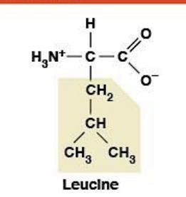 <p>(Leu, L) <strong>Nonpolar, hydrophobic</strong></p><ul><li><p><strong>R-group:</strong> branched isobutyl</p></li><li><p><strong>BCAA</strong>, very hydrophobic</p></li></ul><p></p>