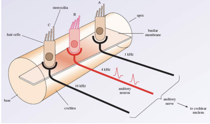 <p>How Hearing Works</p>