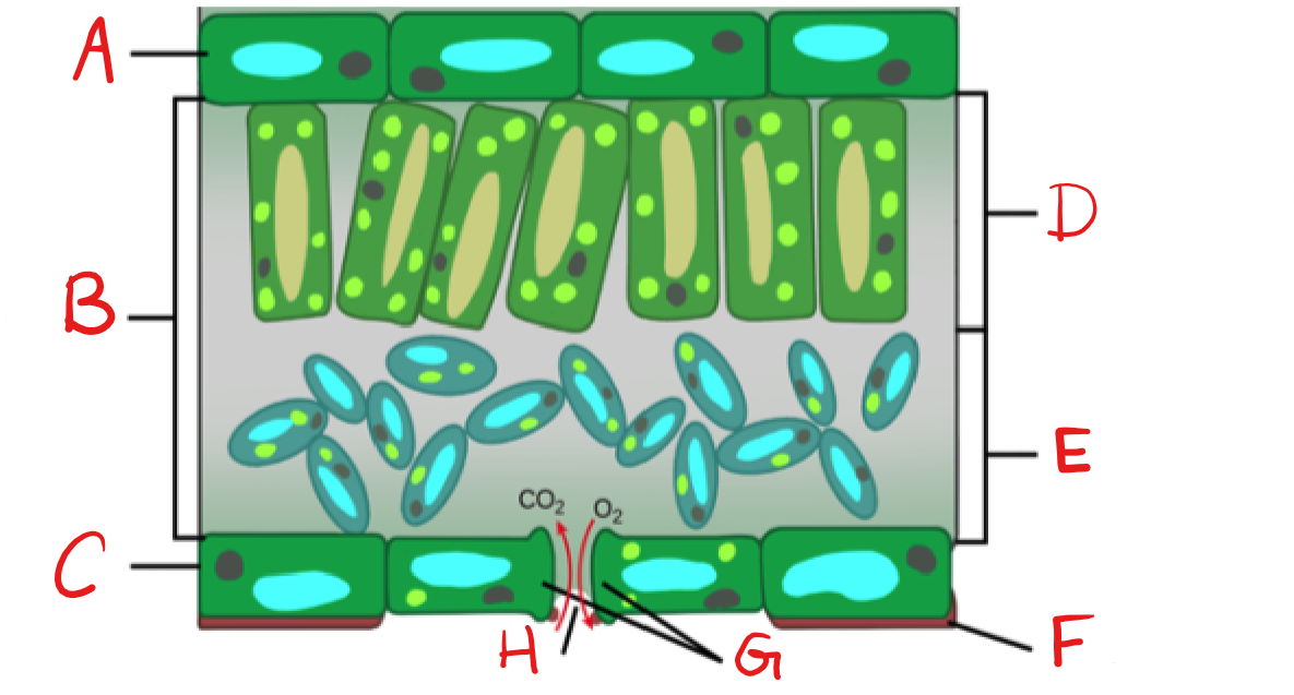 <p>What is C?</p>