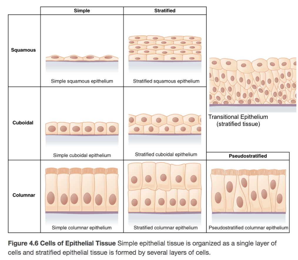 <p>Steps of Naming Epithelial Tissues</p>