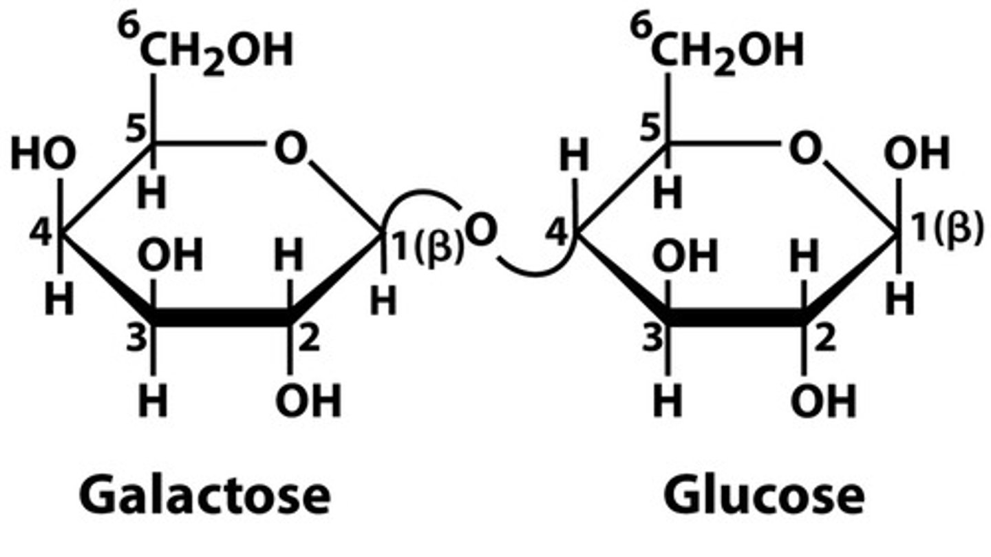 <p>- Sugars written from right to left</p><p>- Linkage positions indicated by carbon numbers</p><p>- anomeric form (alpha or beta)</p><p>Examples:</p><p>Gal(β1→4)Glc → Lactose</p><p>Glc(α1→4)Glc → Maltose</p><p>Glc(α1 β2)Fru → Sucrose</p>