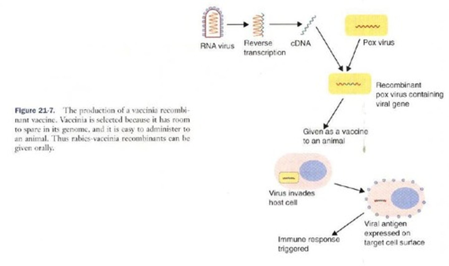 <p>Live recombinant organisms, where genes coding for protein antigens are cloned into various organisms for vaccine development.</p>
