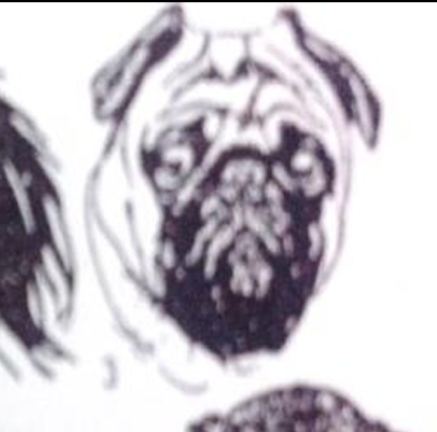 <p>Under Markings:</p><p>American bulldog, Australian Shepherd </p>