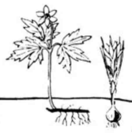 <p>podzemní orgány (oddenek, hlíza, cibule)</p>