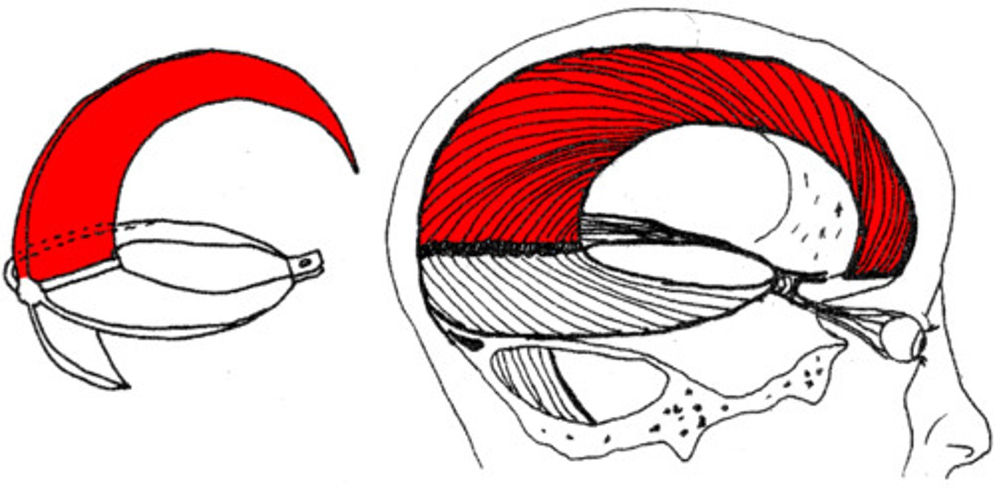 <p>the dura mater in the sagittal (median longitudinal) fissure, separates R+L hemispheres.</p>