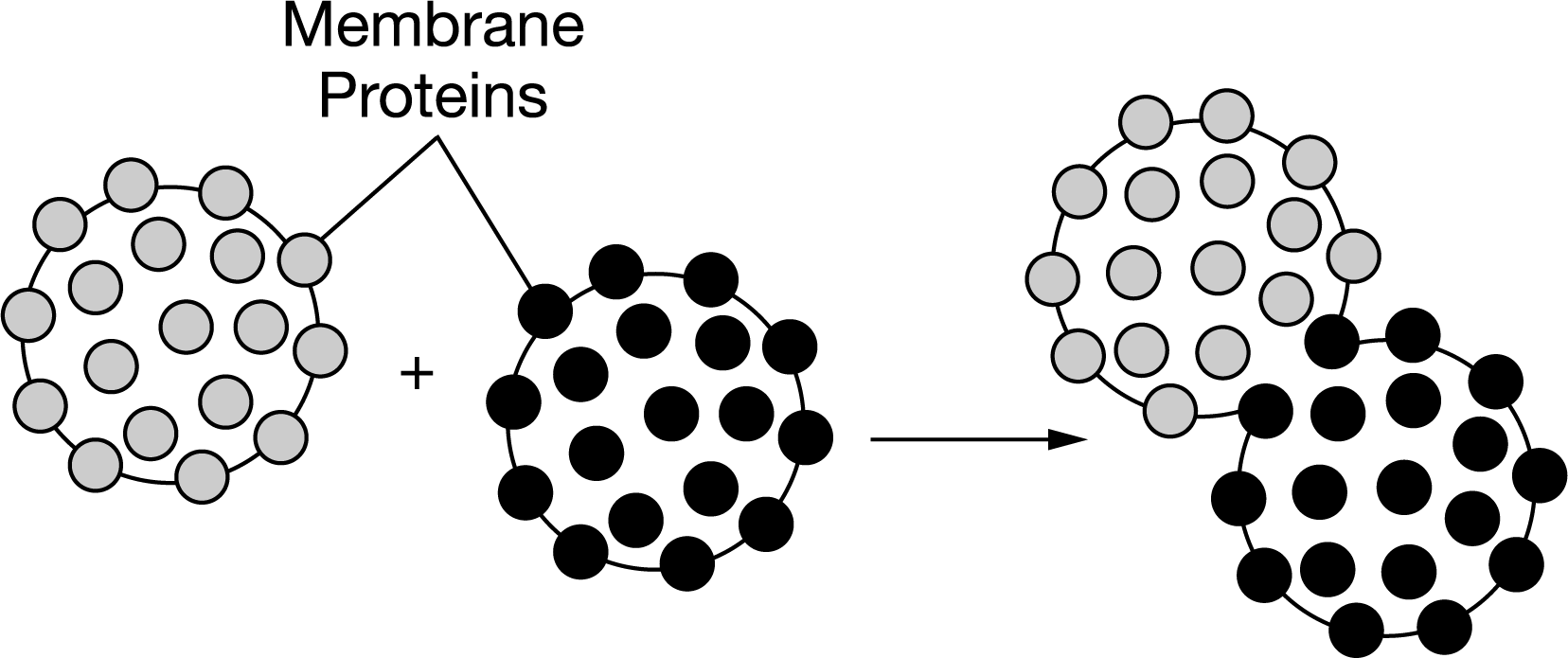 <p>Two competing hypotheses exist regarding the cell membrane structure. One hypothesis states that membrane structure is static and membrane components throughout the bilayer are rigidly bound. Alternatively, the other hypothesis states that cell membranes are a fluid mosaic in which membrane components may drift within the bilayer around the surface of the cell. An experiment is set up in which membrane proteins of two different cells are fluorescently labeled with two different colors and then fused as shown in Figure 1.</p><p>Which of the following results, one hour after membrane fusion, best supports the alternative hypothesis that the cell membrane is a fluid mosaic?</p><p>Figure 1. Model of initiation of cell fusion experiment</p>