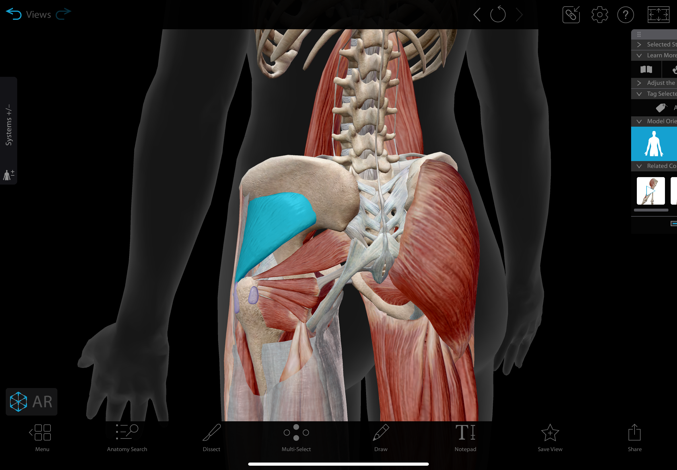 <p>A muscle located beneath the gluteus medius</p><p></p><p>actions: abducts & medially rotates hip</p><p>insertion: greater trochanter of femur</p><p>innervation: superior gluteal nerve</p>
