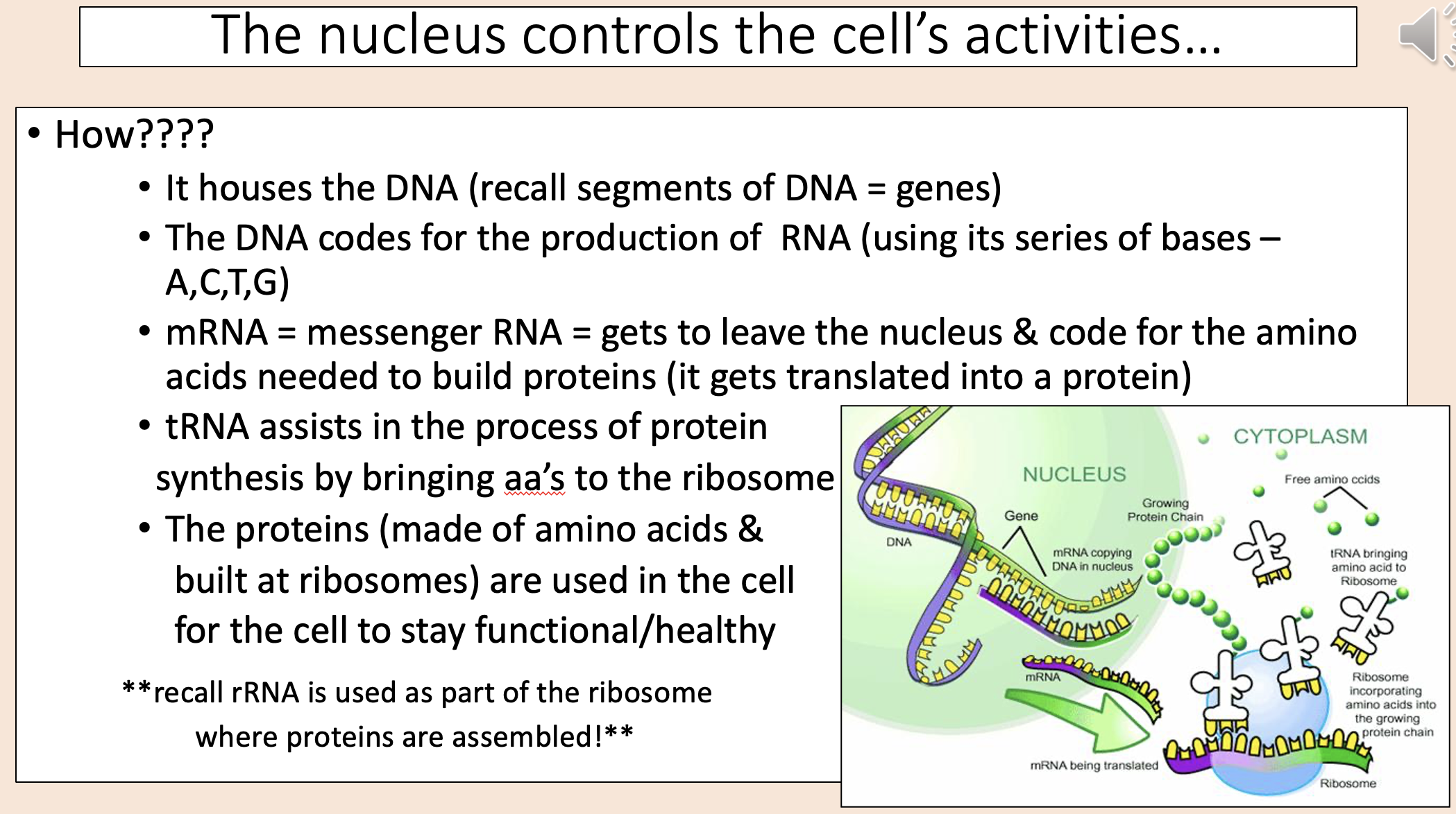 <p><span><span>Gets to leave the nucleus &amp; code for the amino acids needed to build proteins (it gets translated into a protein). </span></span></p>