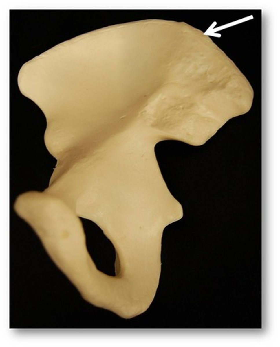 <p>found on the top of the hip bone.</p>