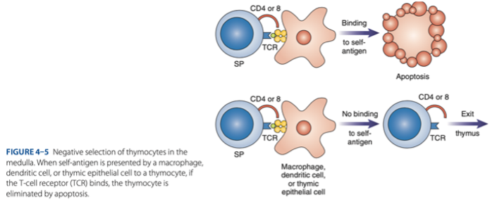 <p>Mature T Cells </p>