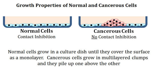 <p>Contact inhibition enables noncancerous cells to cease proliferation and growth when they contact each other</p>