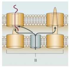 <p>2-stage</p><p>Sec/Tat dependent</p><p>Stage 1= transport protein by Sec/Tat to the periplasm</p><p>Stage 2 = transport protein across OM</p><p>Leader peptide is cleaved and protein is folded in the periplasm</p>