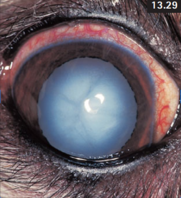 <p><span style="background-color: transparent;">What aspect of the eye is affected + what is the pathology?</span></p>