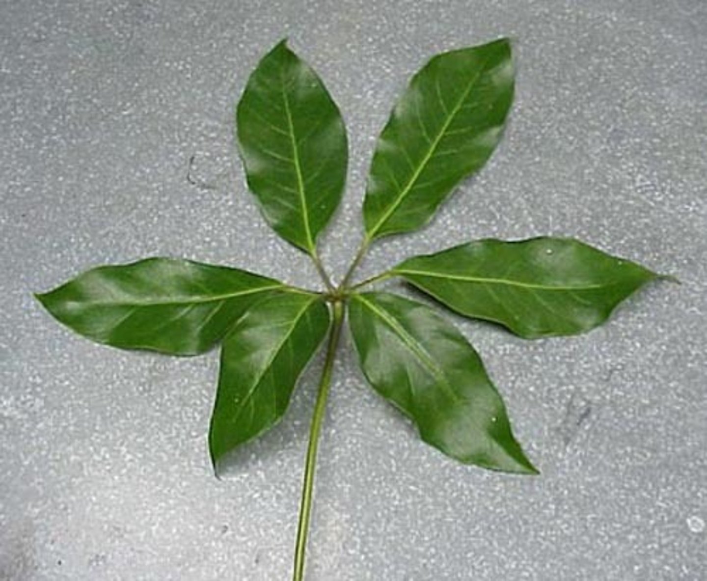 <p>the hand one</p><p>( node then at the end a compile pack of leaves)</p>