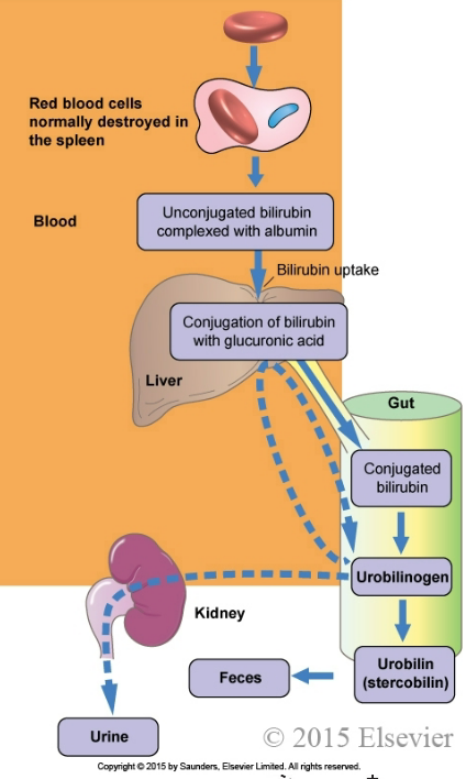 <p><strong>False</strong> - if liver damage occurs, bilirubin cannot become conjugated and there would be high levels of unconjugated bilirubin.</p>