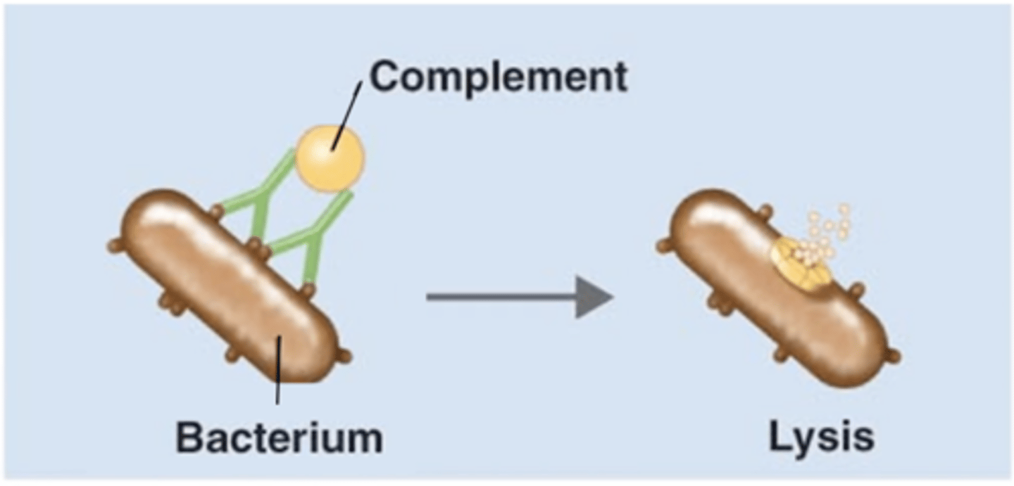 <p>Antibody effects of binding</p><p>Which antibody class(es) is/are involved in initiating activation of complements (classical pathway)?</p>