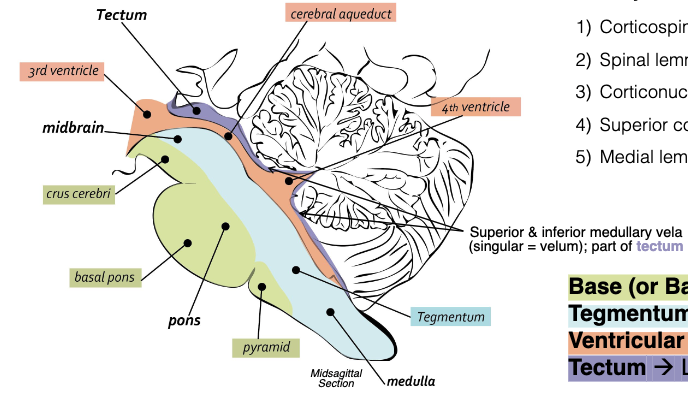 <p>Base (ventral), Tegmentum, Ventricular System, Tectum (roof)</p>