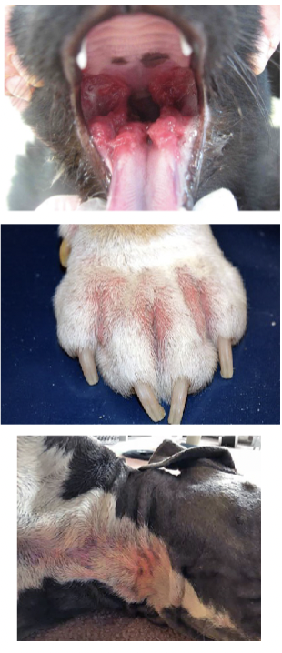 <p>Dogs - enteritis, cutaneous lesions, mycotic stomatitis </p><p>Cats - cystitis, pyothorax, ocular lesions</p><p>Cows - abortions, mastitis, gastroesophageal ulcers, rumenitis </p><p>Horses - ulcers, pyometra, ocular lesions</p>