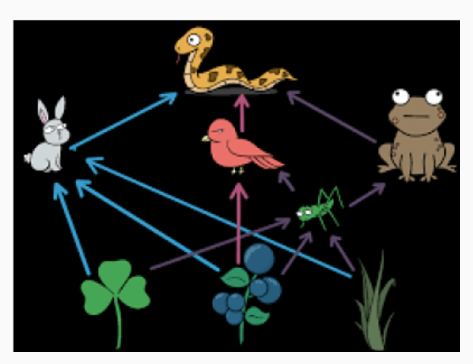 <p>In the food web shown, identify the interspecific interaction between bird and the snake, the trophic level(s) that the bird occupies, and assuming that the clover plants have 1000 kcal of energy available, approximate the amount of energy that is available to the snake after consuming the rabbit?</p><p>A. Predation (+/-); Primary Consumer; 10 kcal</p><p>B. Competition (-,-); Primary and Tertiary Consumer; 100 kcal</p><p>C. Predation (+,-); Primary and Secondary Consumer; 10 kcal</p><p>D. Commensalism (+, 0); Primary and Secondary Consumer; 100 kcal</p>