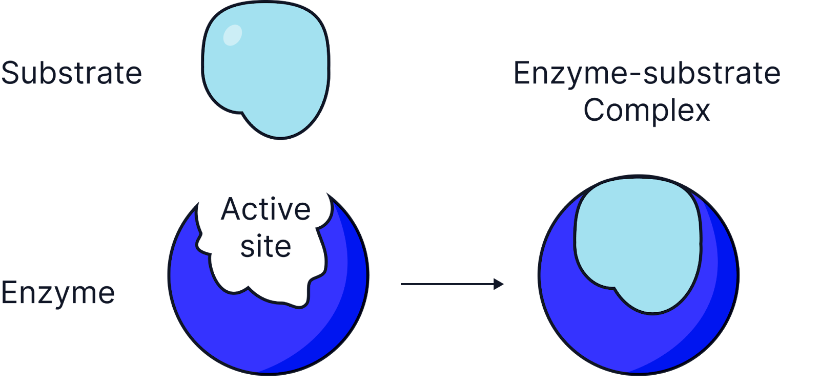 <ul><li><p>The active site is <strong>not a perfect fit</strong> initially but <strong>changes shape slightly</strong> when the substrate binds.&nbsp;</p></li></ul><ul><li><p>This leads to<strong> tighter binding</strong> and strains the bonds in the substrate, lowering activation energy. (alternatively reactants are held closer together overcoming any repulsive forces, lowering the activation energy)</p></li><li><p>This model better explains how enzymes work in real biological systems.</p></li></ul><p></p>