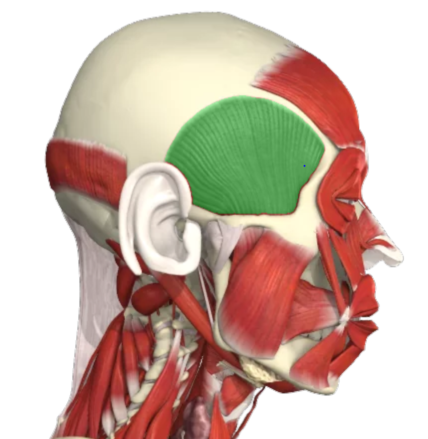 <p><strong>Origin:</strong> Temporal fossa<br><strong>Insertion:</strong> coronoid process & anterior ramus of mandible<br><strong>Action:</strong> elevates and retracts mandible at temporomandibular joint<br><strong>Nerve: </strong>trigeminal V</p>