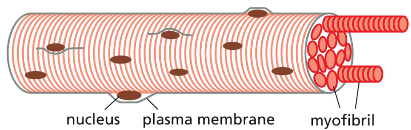 <p>myofibrils fill most of cytoplasm of muscle cell</p><p>cells merge (syncytia) to create large continuous bundles</p>