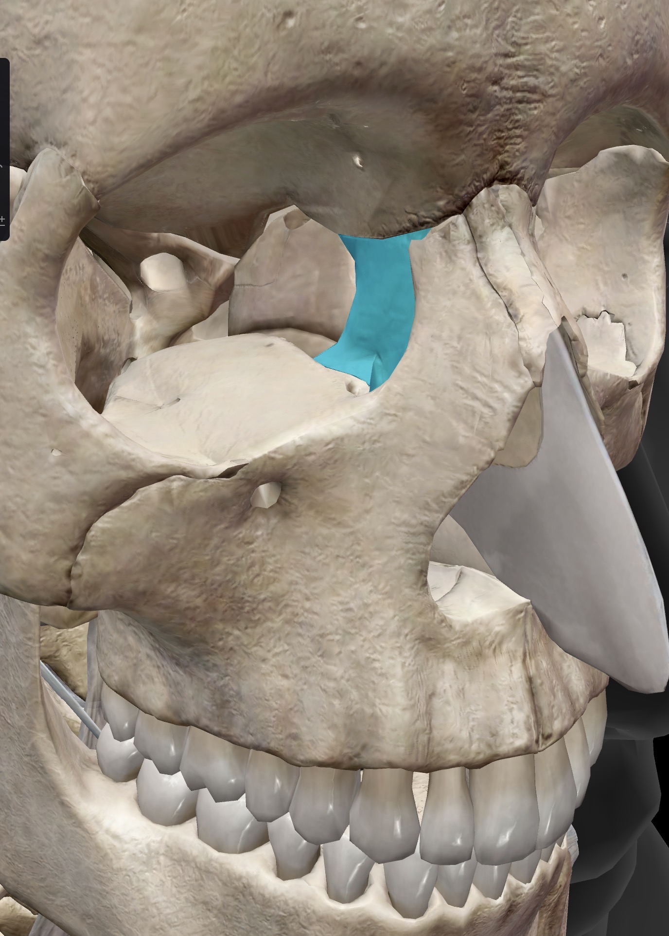 <p>Name this bone</p>