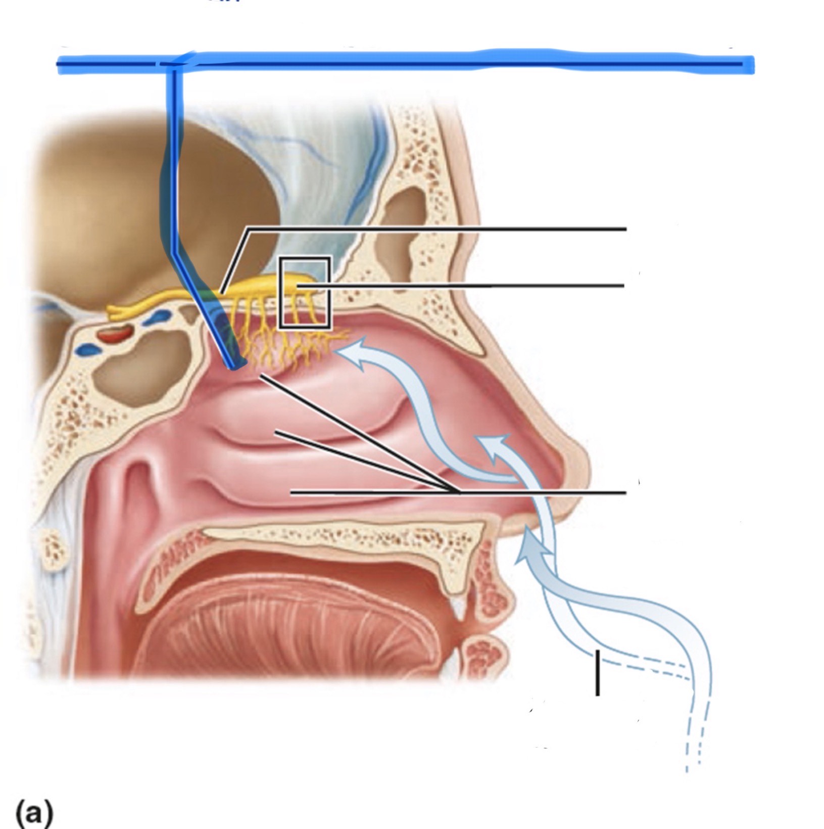 <p>What is the highlighted part of the nose?</p>
