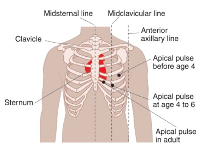 <p>Retraction Locations: These are areas where the skin pulls inward during breathing, indicating potential respiratory distress. Common retraction areas are the supraclavicular area, intercostal spaces, and subcostal area. </p><p>Apical pulse: The apical pulse is typically located at the fifth intercostal space in the midclavicular line on the left side of the chest. This is where you can hear the heartbeat most clearly using a stethescope</p><p>Sternal Notch: Visible dip at the top of the sternum between the collarbones. It serves as an important reference point for locating other structures in the thorax. </p>