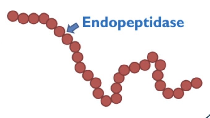 * Break peptide bonds between amino acids in the middle of the chain 
* creates more ends for exopeptidases for efficient hydrolysis