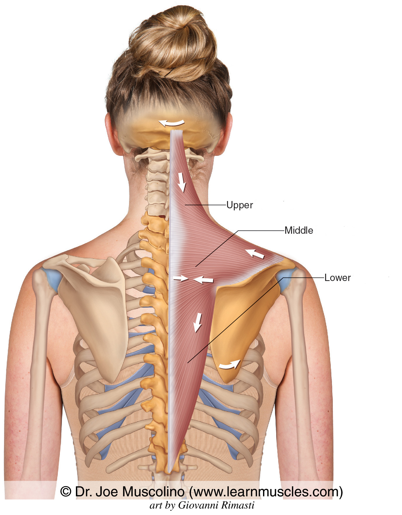 <p>What is the name of this muscle? </p>