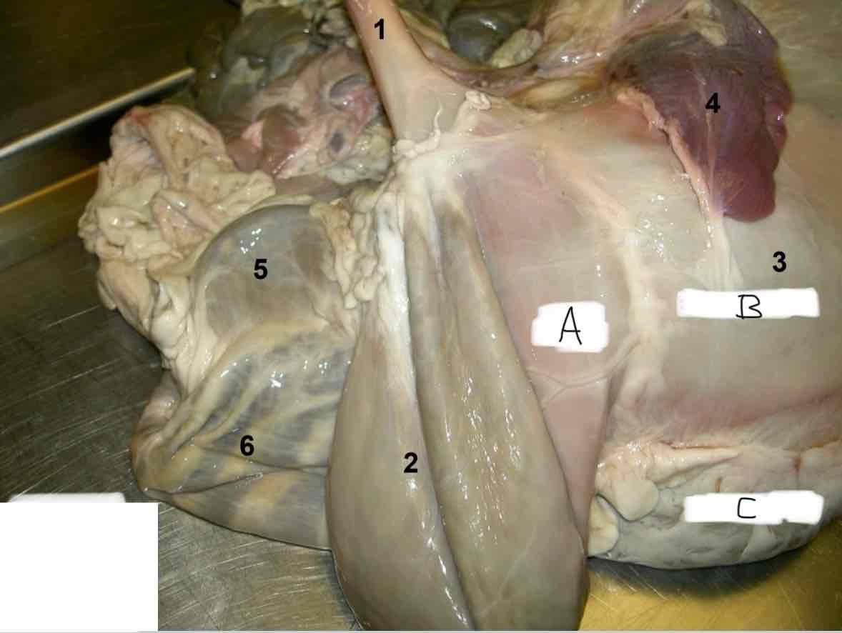 <p> (A)</p>