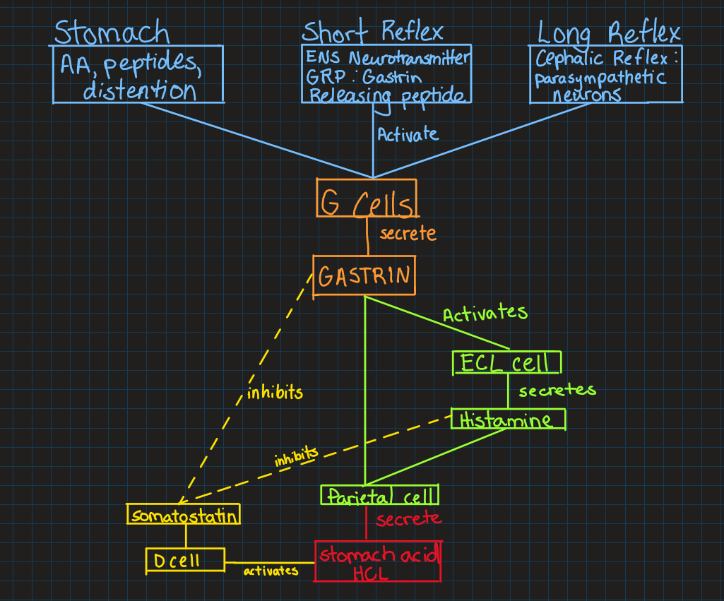 knowt flashcard image