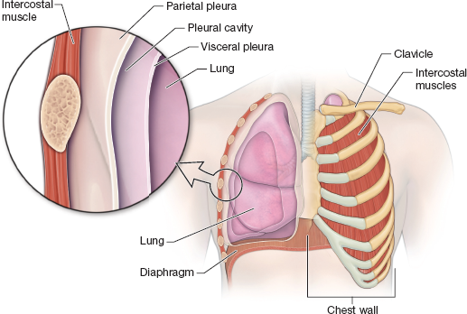 <ol><li><p><strong>Parietal pleura: </strong>Lines thoracic cavity, forming outer layer of pleural sac </p></li><li><p><strong>Visceral pleura</strong>: covers the external surface of the lungs, directly attached to lung tissue. </p></li></ol><p></p>