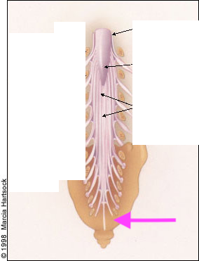 <p>What is this feature?</p>